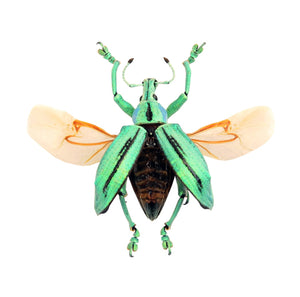 Eupholus cuvieri Beetle Specimen Spread-Wings | A1 Quality | Dry-Preserved CURCULIONIDAE