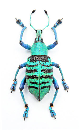 Eupholus geoffroyi Beetle Specimen | A1 Quality | Dry-Preserved CURCULIONIDAE