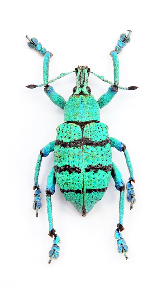 Eupholus geoffroyi カブトムシ標本 | A1 ジュエルゾウムシ