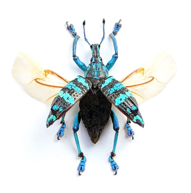 Eupholus linnei Beetle Specimen Spread-Wings | A1 Quality | Dry-Preserved CURCULIONIDAE