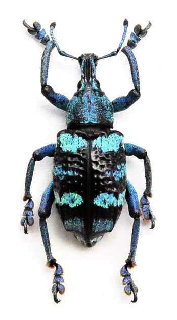 Eupholus linnei - Premium Blue Weevil Beetle Specimen - Museum Quality Natural History