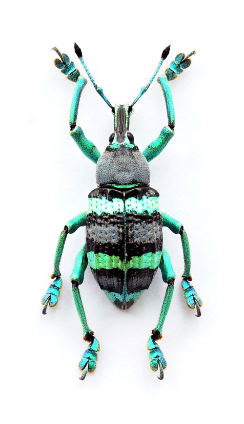 Eupholus mimikanus - Premium A1 Weevil Specimens from Papua