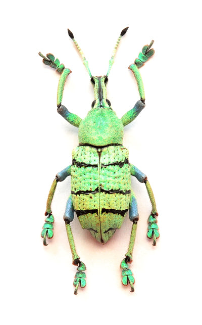 Eupholus schoenherri petiti Beetle Specimen | A1 Quality | Dry-Preserved CURCULIONIDAE