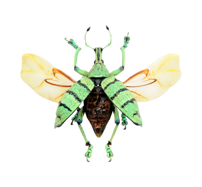 Eupholus schoenherri petiti Beetle Spread Specimen | A1 Quality | Dry-Preserved CURCULIONIDAE (Wings-Spread)