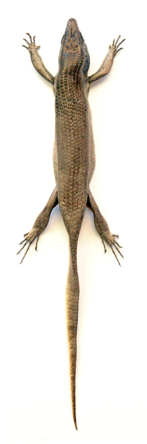 Eutropis multifasciata Sun Skink | A1 Quality | Dry-Preserved SPECIMEN | SQUAMATA