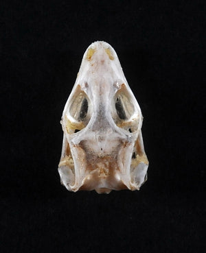 Eutropis multifasciata Lizard Skull | A1 Quality | Dry-Preserved SKULL