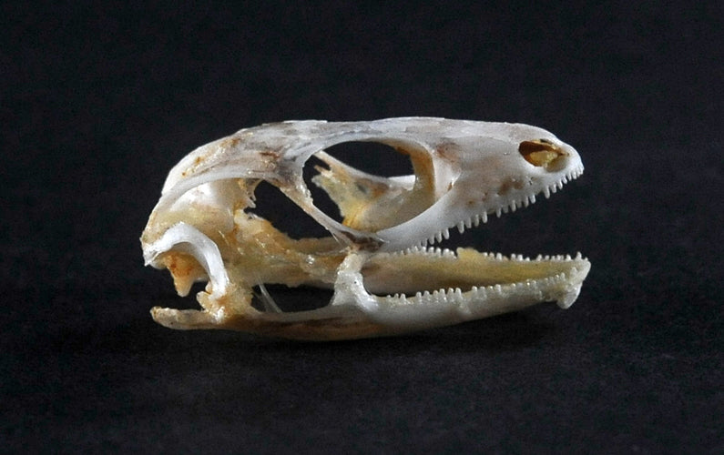 Eutropis multifasciata Lizard Skull | A1 Quality | Dry-Preserved SKULL