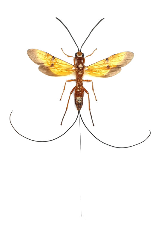 Euurobracon cephalotes cephalotes Parasitoid Wasp Specimen | A1 Quality | Spread & Dry-Preserved HYMENOPTERA