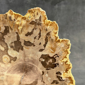 Petrified Wood Slice on Custom Display Stand | Museum-Quality Fossilised Wood