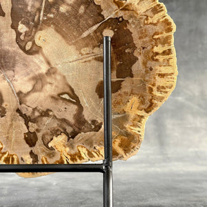 Petrified Wood Slice on Custom Display Stand | Museum-Quality Fossilised Wood