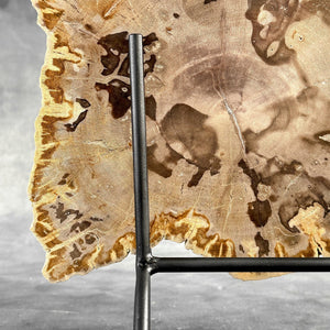 Petrified Wood Slice on Custom Display Stand | Museum-Quality Fossilised Wood