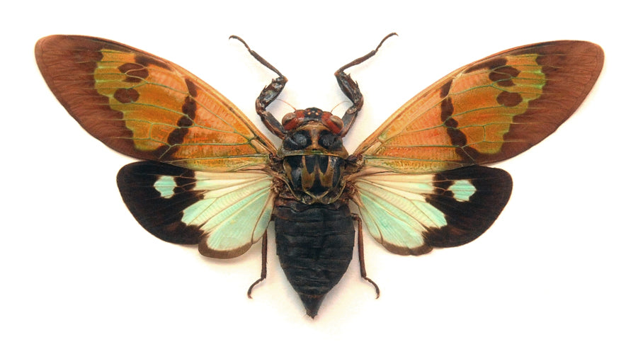 Gaeana festiva セミ標本 展翅 | A1乾燥保存 CICADIDAE | BugsDirect