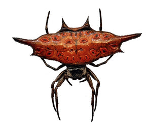 Assorted Beetles & Insects Mystery Box | A1 Entomology Specimens