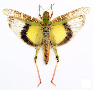 10 Gastrimargus africanus parvulus (SPREAD WINGS-OPEN) A1 Entomology Specimens, Wholesale