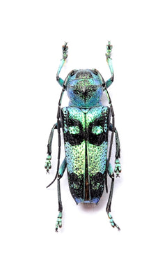 Glenea celestis カブトムシ標本 A1品質 | 乾燥保存 CERAMBYCIDAE | 未