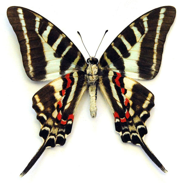 Graphium aristeus hermocrates – A1 Unmounted Butterfly | Palawan, Philippines