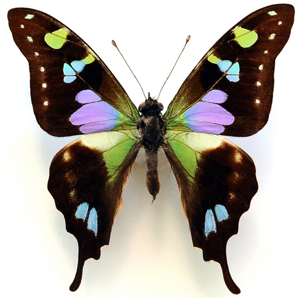 Graphium weiskei Butterfly Specimen | A1 Quality | Dry-Preserved PAPILIONIDAE