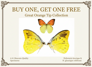 Collector's Alert: Buy One, Get One Free on Premium Hebomoia Specimens