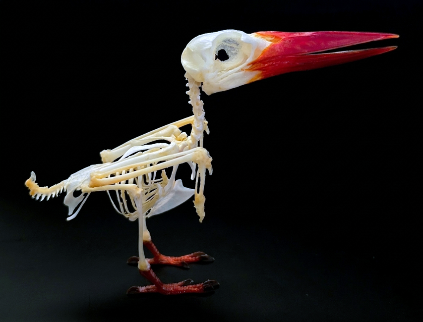 Javan Kingfisher (Halcyon cyanoventris) | Taxidermy Skeleton
