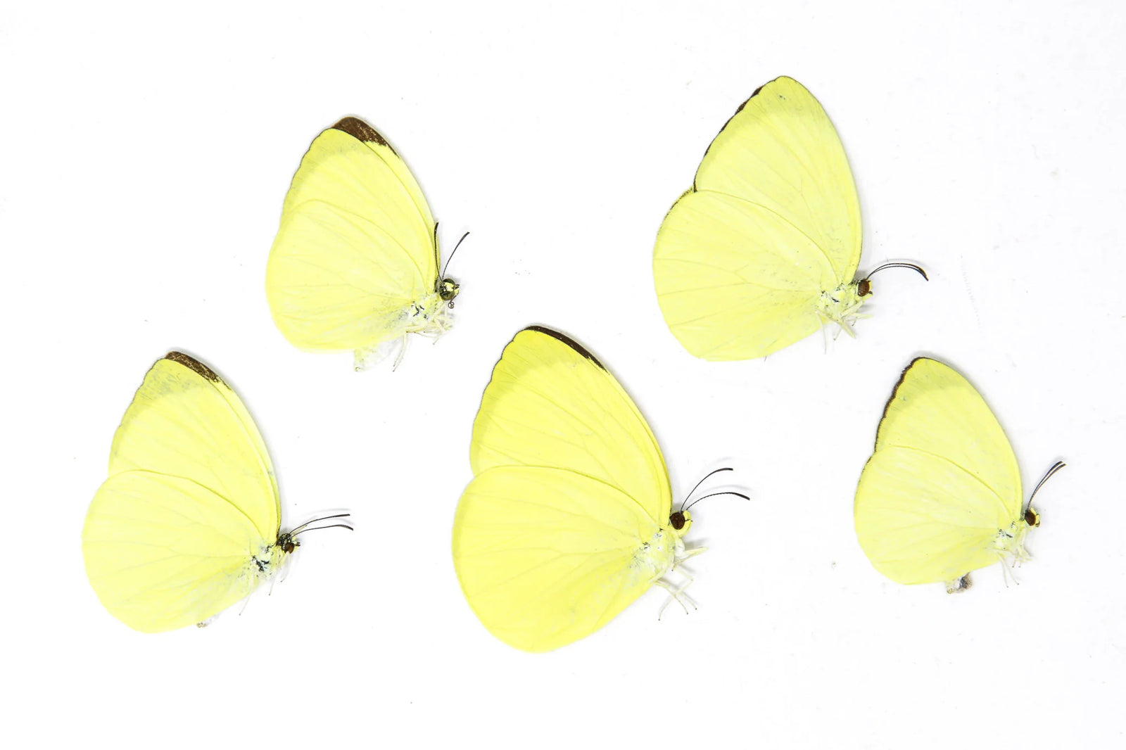 Gandaca harina mindanaensis – A1 Unmounted Butterfly | Marinduque, Philippines