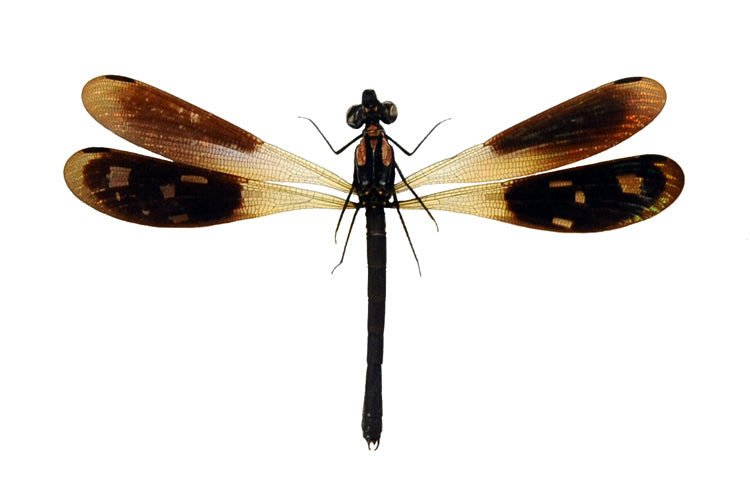 Heliocypha fenestrata Damselfly Specimen | A1 Quality | Dry-Preserved Spread | ODONATA