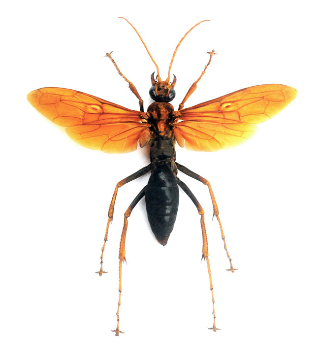 Hemipepsis australasiae asiaticae Spider Wasp Specimen | A1 Quality | Spread & Dry-Preserved HYMENOPTERA