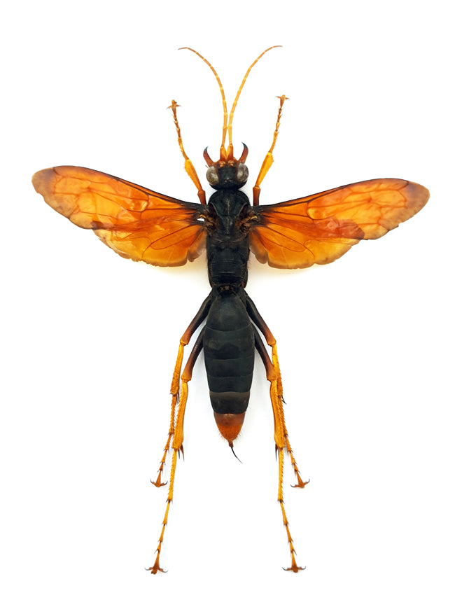 Hemipepsis sp. XL Spider Wasp Specimen | A1 Quality | Spread & Dry-Preserved HYMENOPTERA