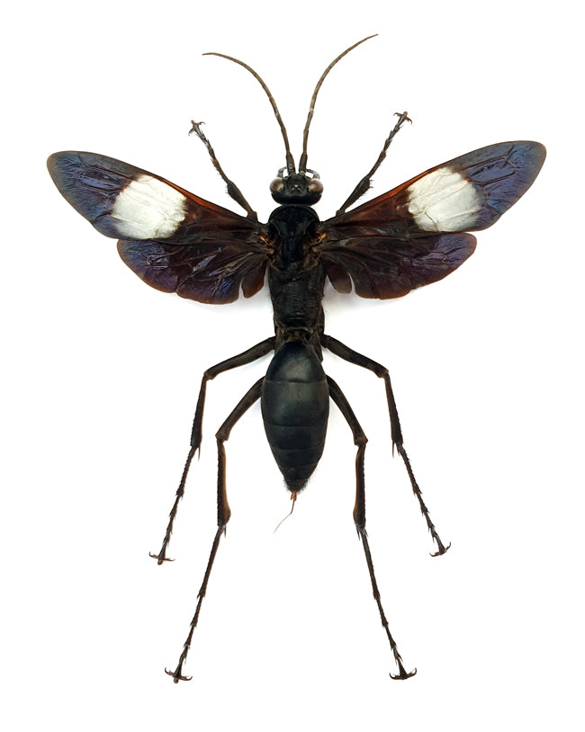 Hemipepsis speculifer diselene Spider Wasp Specimen | A1 Quality | Spread & Dry-Preserved HYMENOPTERA
