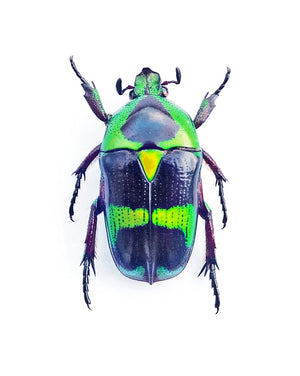 500 Assorted Unmounted Beetles & Insects | Wholesale Specimen Lot