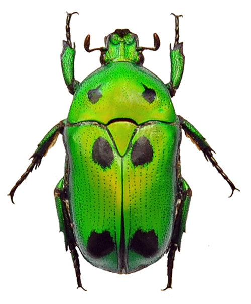 Lot of 10 Green Jewel Scarab Beetles (Heterorrhina sexmaculata) A1