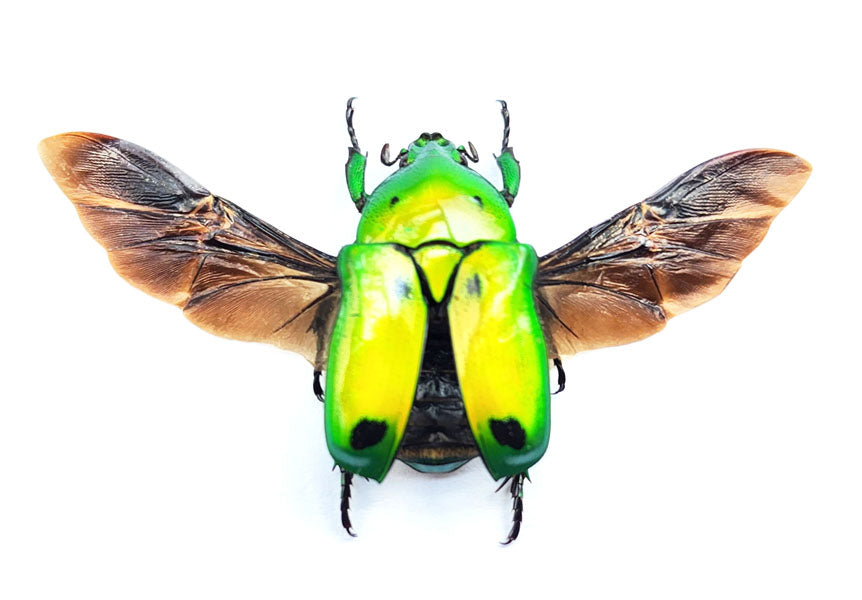 Heterorrhina sexmaculata Beetle Spread Specimen | A1 Quality | Dry-Preserved CETONIINAE (Spread-Wings)