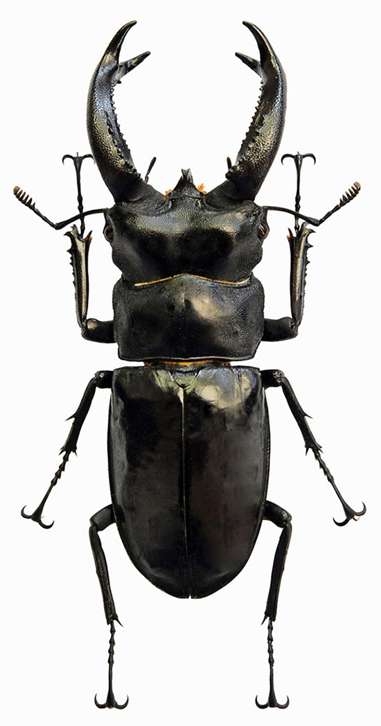Hexarthrius buqueti Beetle Specimen | A1 Quality | Dry-Preserved LUCANIDAE