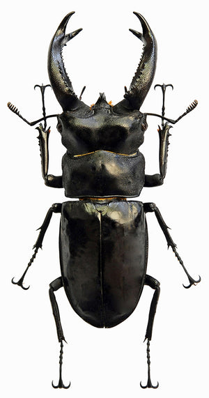 Assorted Beetles & Insects Mystery Box | A1 Entomology Specimens
