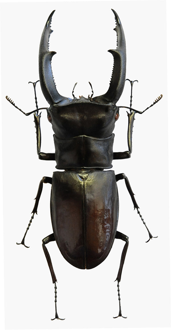 Hexarthrius mandibularis sumatranus Beetle Specimen | A1 Quality | Dry-Preserved LUCANIDAE