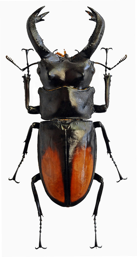Hexarthrius parryi paradoxus Beetle Specimen | A1 Quality | Dry-Preserved LUCANIDAE