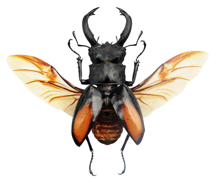 Hexarthrius parryi paradoxus Beetle Spread Specimen | A1 Quality | Dry-Preserved LUCANIDAE (Spread-Wings)