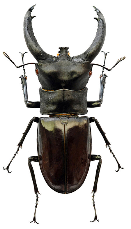 Hexarthrius rhinoceros chaudoiri クワガタムシ標本 A1 | 乾燥保存