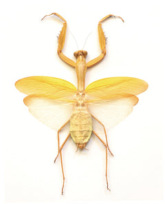 hierodula_membranacea_yellow_f