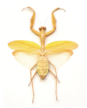 Gul kjempebønnemantis | Hierodula membranacea | A1-utbrettet eksemplar | Øst-Java