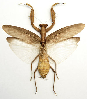 Hierodula patellifera (braune Form) Gottesanbeterinnenpräparat | A1-Qualität | Trockenkonserviert und ausgebreitet | MANTODEA