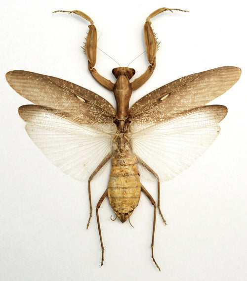 Hierodula patellifera Brown Form A1 Mantis | Dry-Preserved Spread