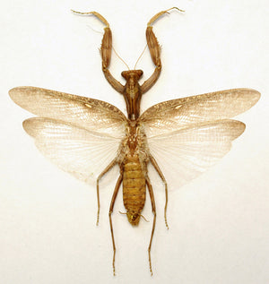 Hierodula patellifera (braune Form) Gottesanbeterinnenpräparat | A1-Qualität | Trockenkonserviert und ausgebreitet | MANTODEA