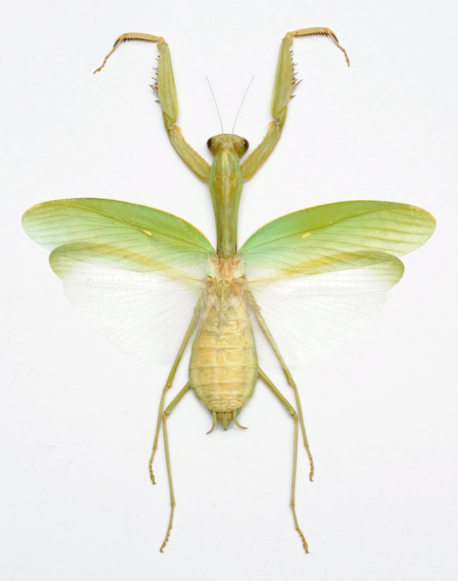 Hierodula membranacea A1 カマキリ | 乾燥保存 展開 MANTODEA