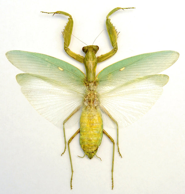 Hierodula patellifera Mantis Specimen | A1 Quality | Dry-Preserved Spread | MANTODEA