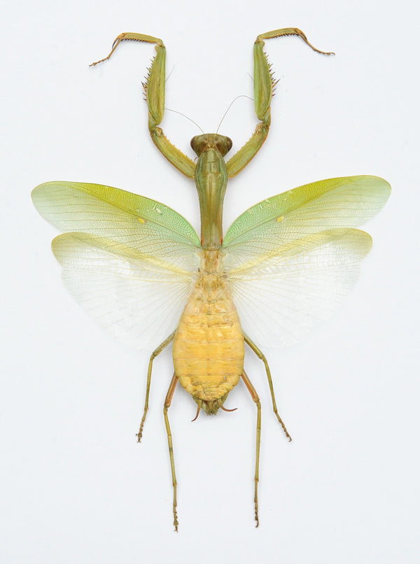 Hierodula venosa Mantis Specimen | A1 Quality | Dry-Preserved Spread | MANTODEA