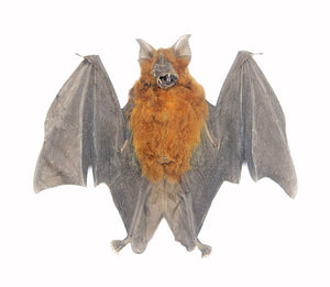 Assorted Common Bat Specimens | A1 Quality | Dry-Preserved CHIROPTERA (Spread Half Folded)
