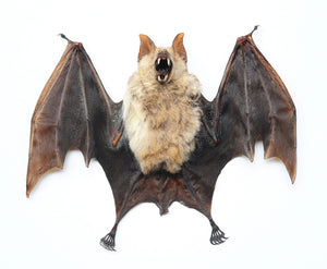 Assorted Common Bat Specimens | A1 Quality | Dry-Preserved CHIROPTERA (Spread Half Folded)