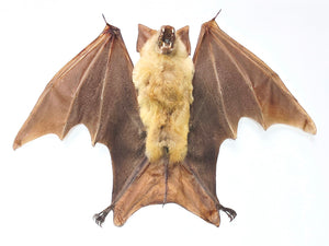 Assorted Common Bat Specimens | A1 Quality | Dry-Preserved CHIROPTERA (Spread Half Folded)