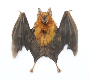 Assorted Common Bat Specimens | A1 Quality | Dry-Preserved CHIROPTERA (Spread Half Folded)