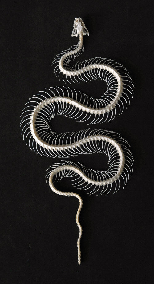 Hypsiscopus plumbea Snake Skeleton | A1 Quality | Dry-Preserved Curved SKELETON
